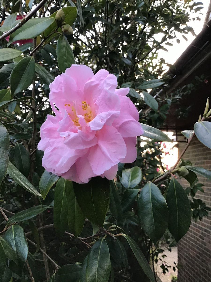 x williamsii Exaltation